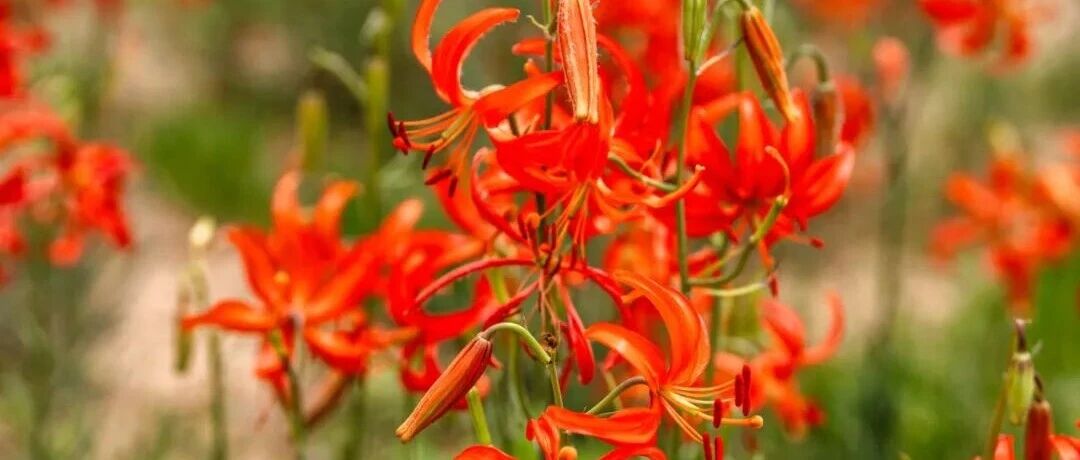 山丹丹开花红艳艳